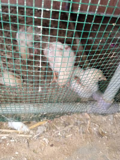 Hera Aseel Murgy k cheiks