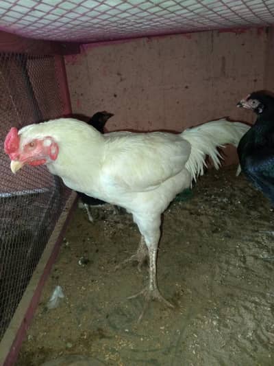 Hera Aseel Murgy k cheiks