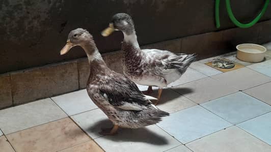 pair of ducks for sale