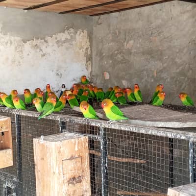 Love birds parrot pairs   Ramdan Krim offers