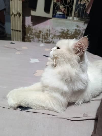 Persian cat for paid adoption