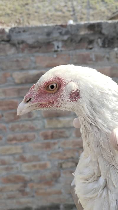 Aseel Mianwali white Madi Whatsapp 0341000161