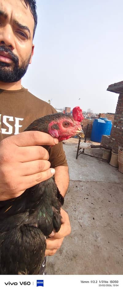 Aseel poke burmi pans