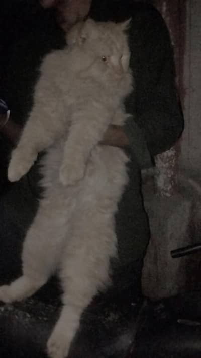 persian cat for sale