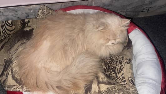 stud male for mating