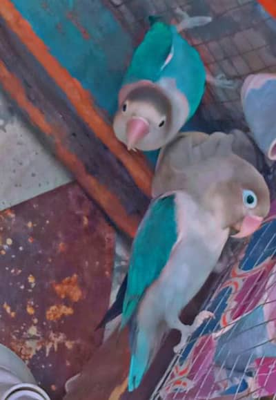 lovebirds 