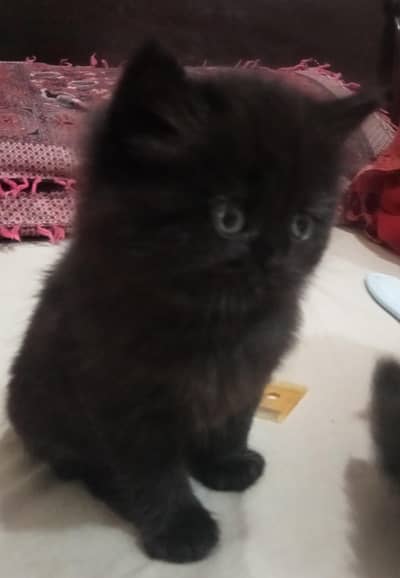 Beautiful persion pair For sale