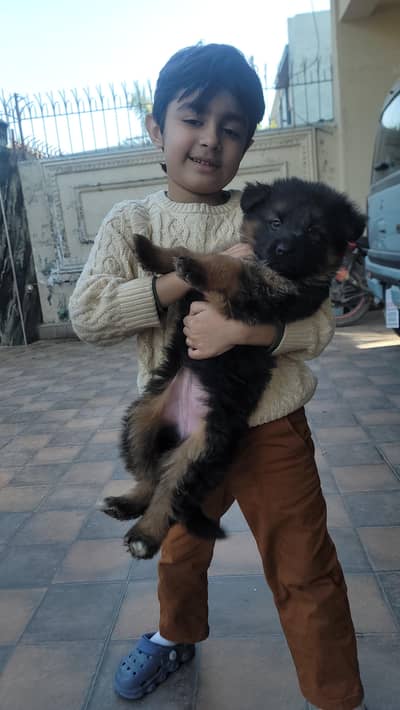 GERMAN SHEPHERD LONG COAT PUPPY