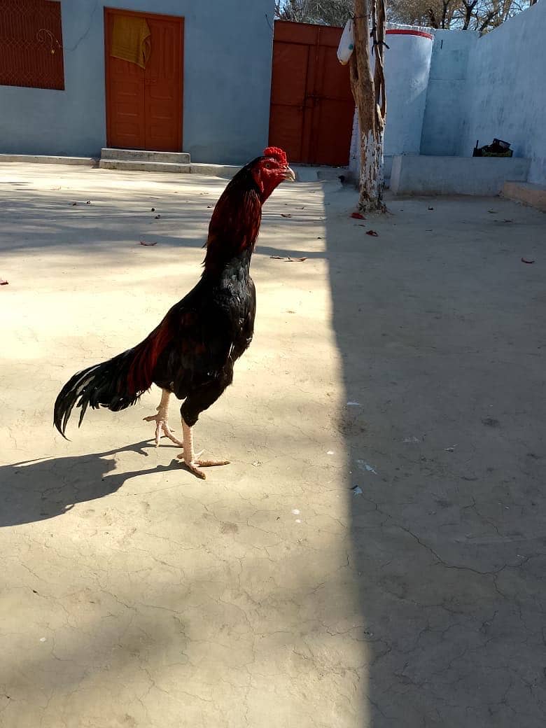 High quality patha 1