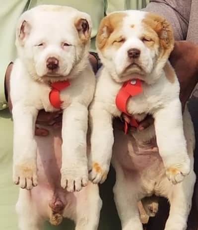 king Alabai dabal Hadi havey bone stacture security dogs for sale