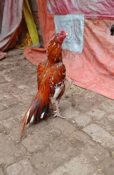 High quality mianwali aseel