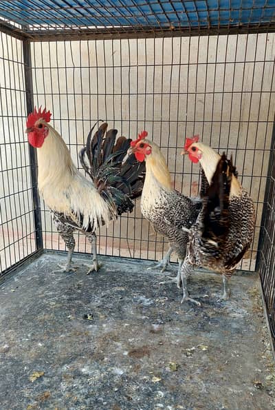 Fayoumi and rose comb