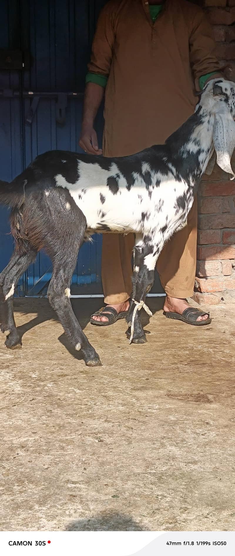 2026 کی قربانی کے لیے لاجواب 0