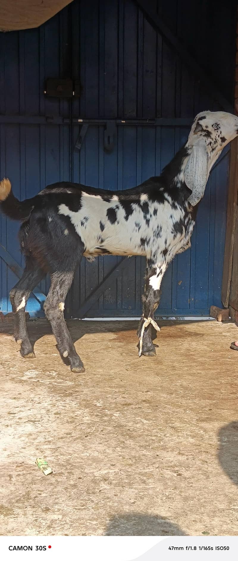 2026 کی قربانی کے لیے لاجواب 1