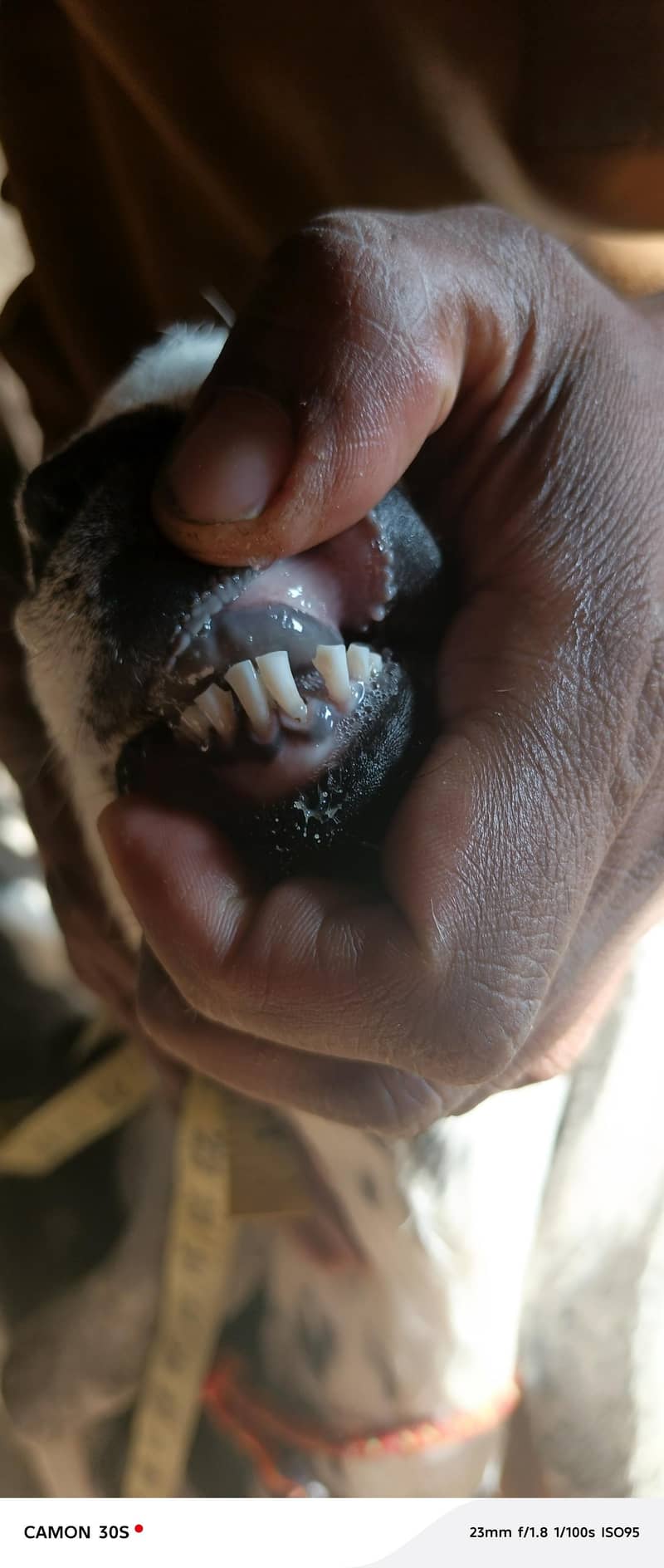 2026 کی قربانی کے لیے لاجواب 2