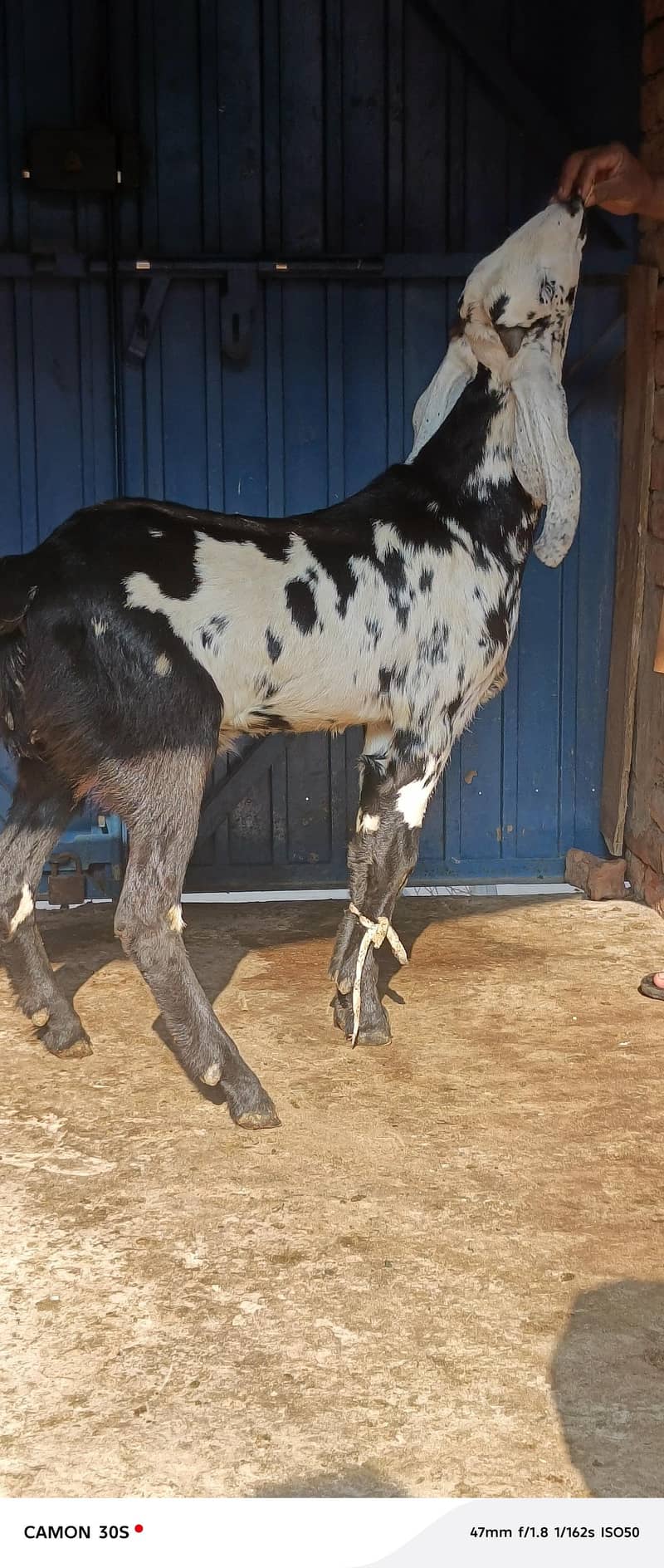 2026 کی قربانی کے لیے لاجواب 3