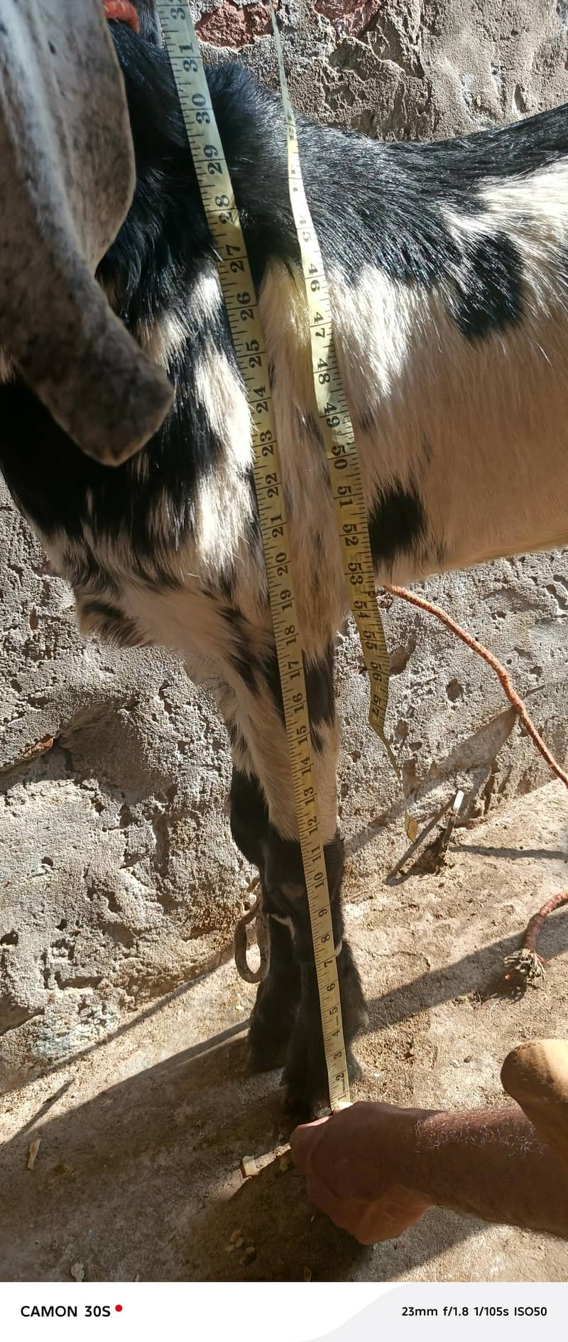 2026 کی قربانی کے لیے لاجواب 4