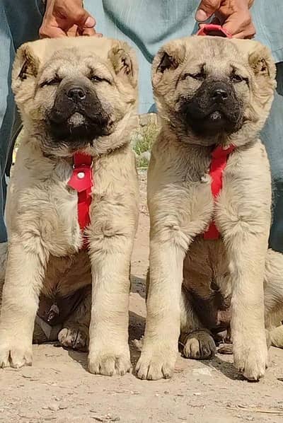 Turkish kangal dabal Hadi havey bone stacture security dogs for sale