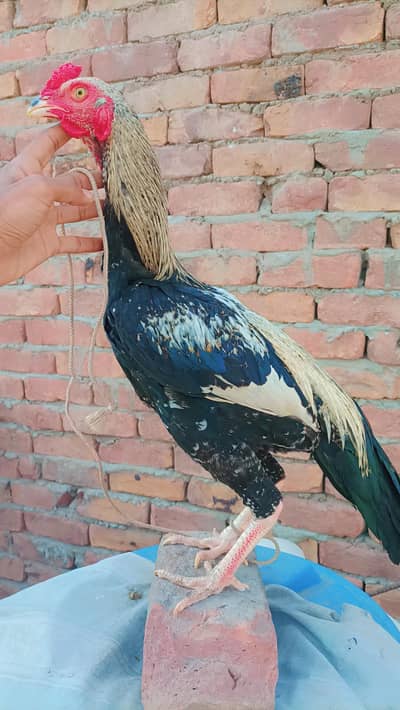 Pure Aseel White Jawa Male || Price Final Hai