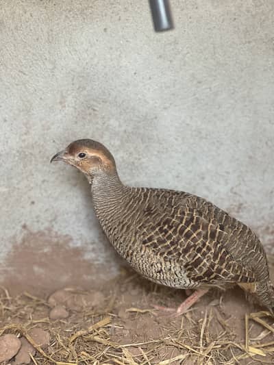 Pure Irani breeder male