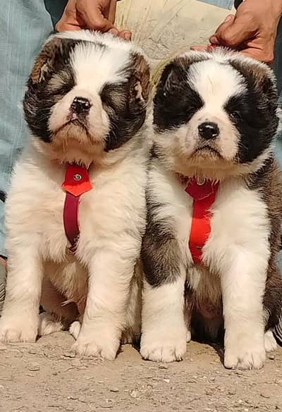 king Alabai dabal Hadi havey bone stacture security dogs for sale