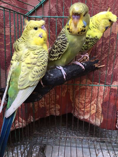 tcb hogoromo exhibition budgies exchange possible