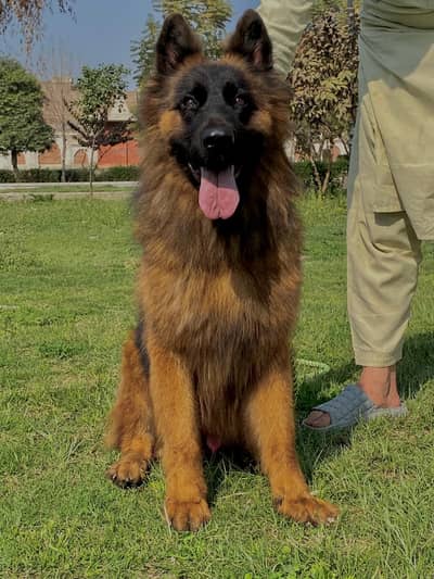 German shepherd | German Shepherd Dog | Long Coat Dog | GSD For Sale