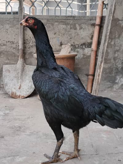 Aseel murgi combination of shamu and thai {03278846467}