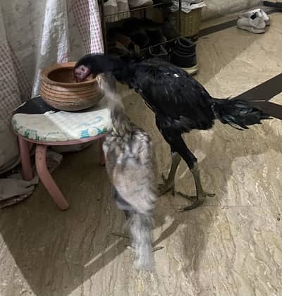 Thai or burmi pakoye 2 male chicks available