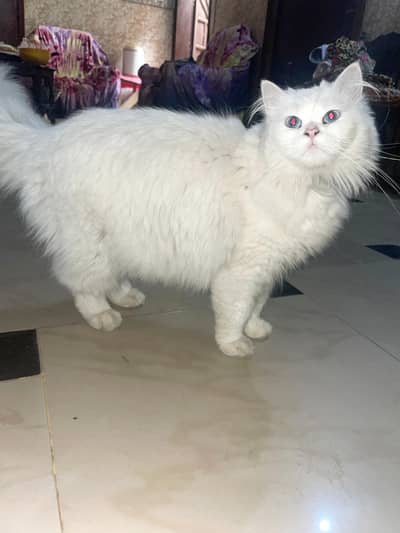 Persian cat 1 year female