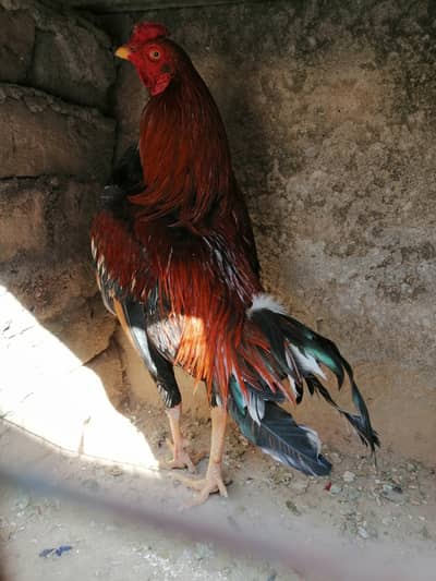 Pure Aseel high quality