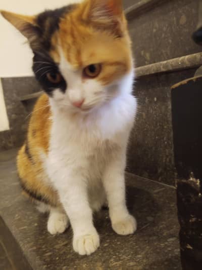 cats for adoption  adoption fee 3k