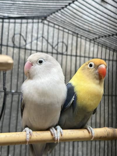 LOVE BIRDS FOR SALE HEALTHY AND ACTIVE