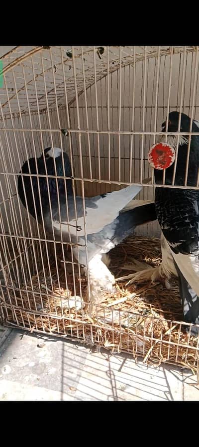 pouter pigeons for sales