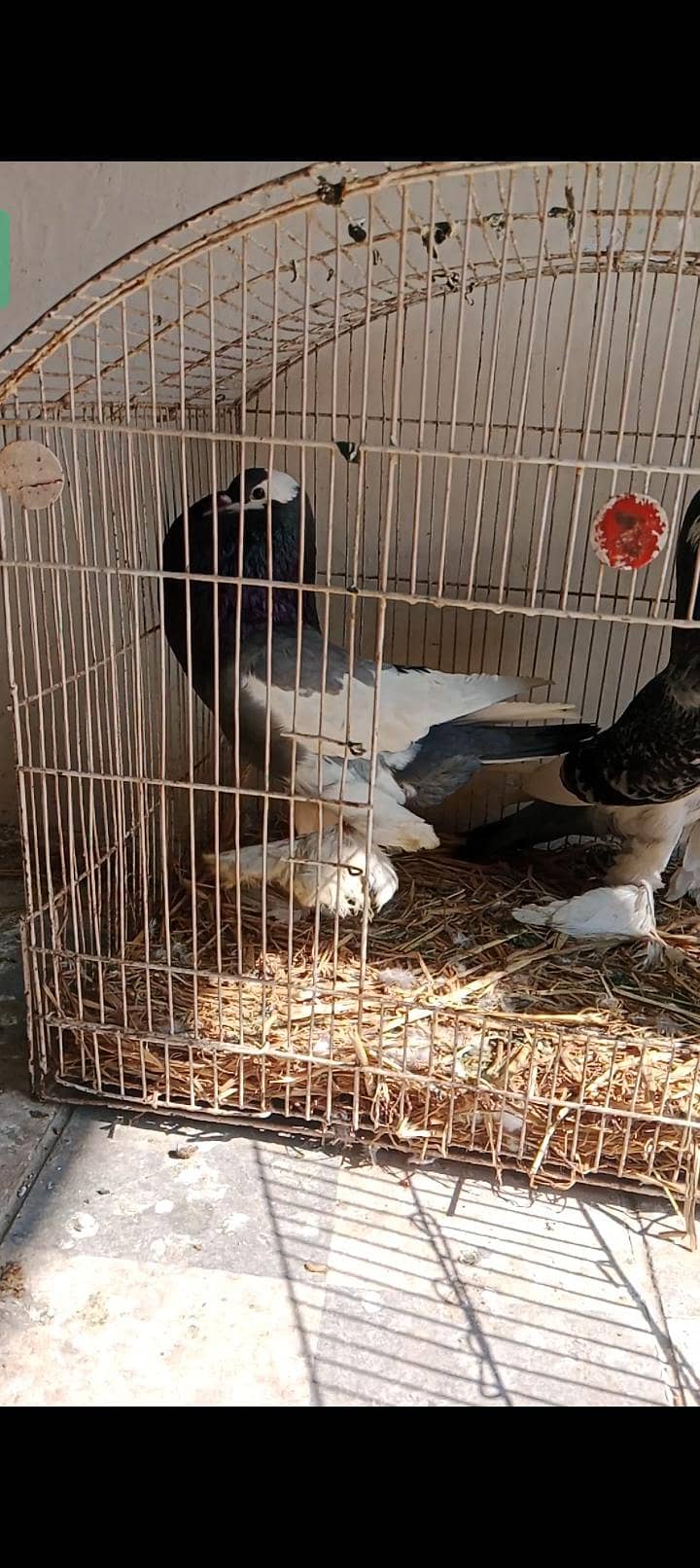pouter pigeons for sales - Pigeons - 1111666928