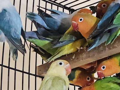 Opaline , Fischer , Parblue , Lovebirds , Pet Bird