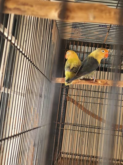 Breeder Pair of Lovebirds – Eggs Laid