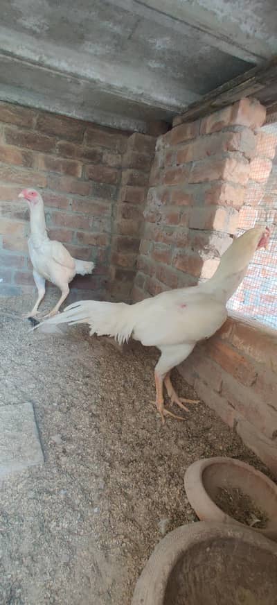 German King O Shamoo White Shamoo