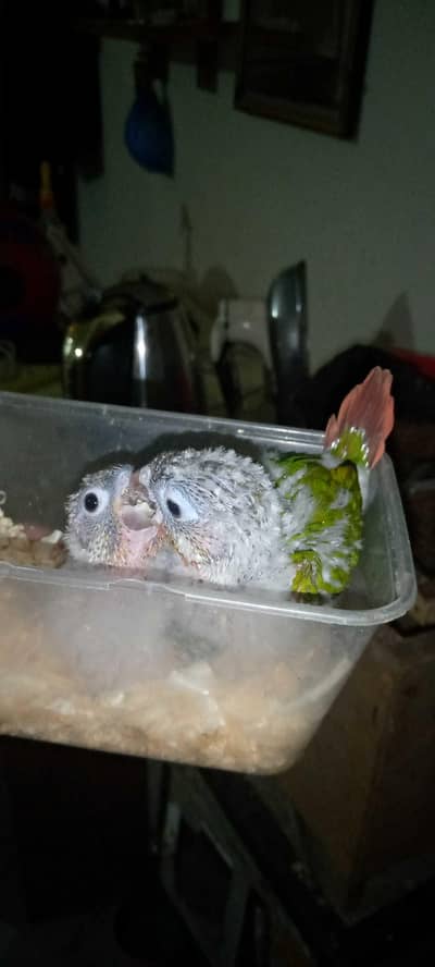 RS- 4500 Conure chicks available for sale 4500 per piece Ha