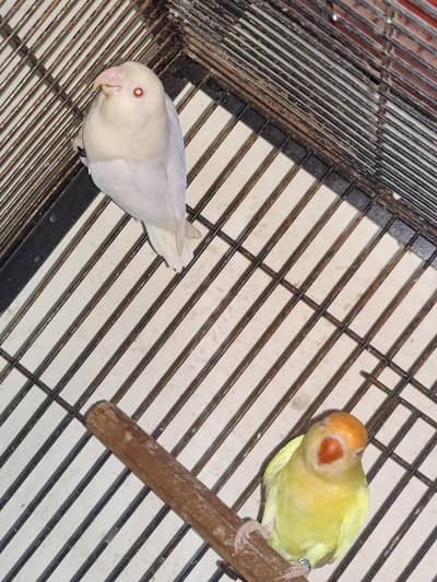 Creamino × albino red eye possible b2