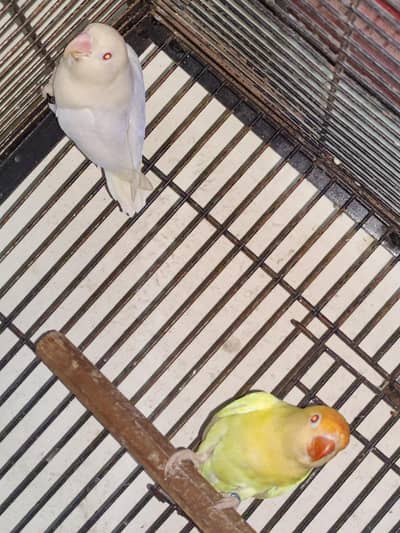 Breeder pair with eggs creamino male×albino red eye possible b2 female