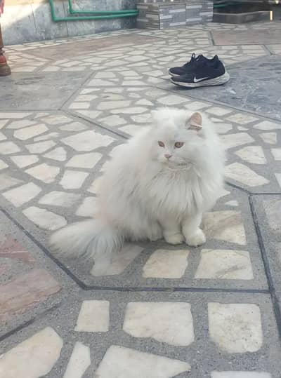 Persian punch face cat triple coted