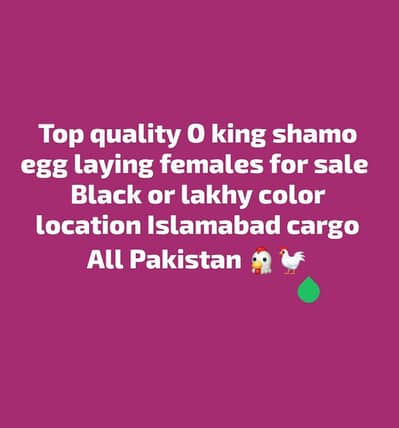 o king shamo females for sale egg laying top quality aseel