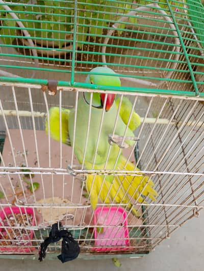 female budgie birds healthy and active