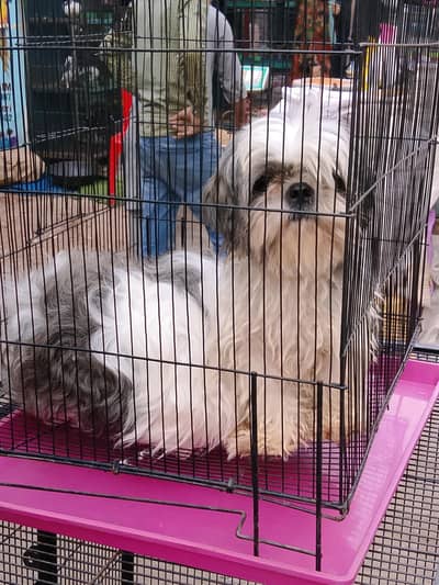 shitzu dog pair for sale