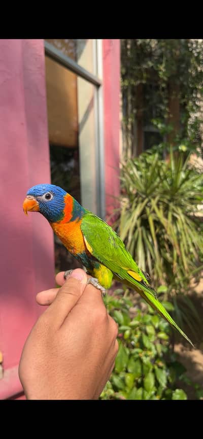 RED COLLAR LORRY TAMED SELF