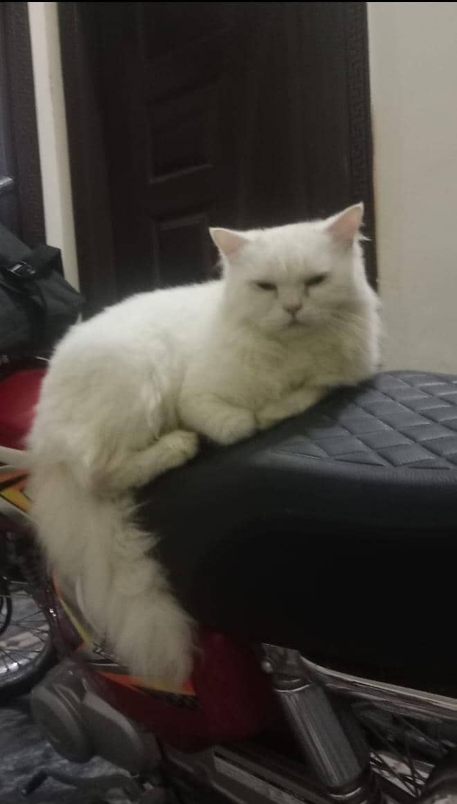 white cat 1