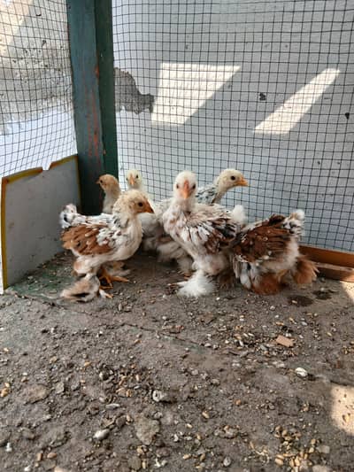 red porcllien chicks