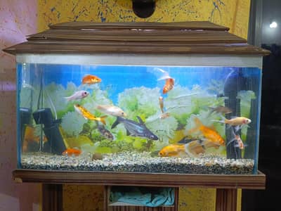 Aquarium and Fishes Setup