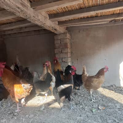 Desi hens (murgian) for sale